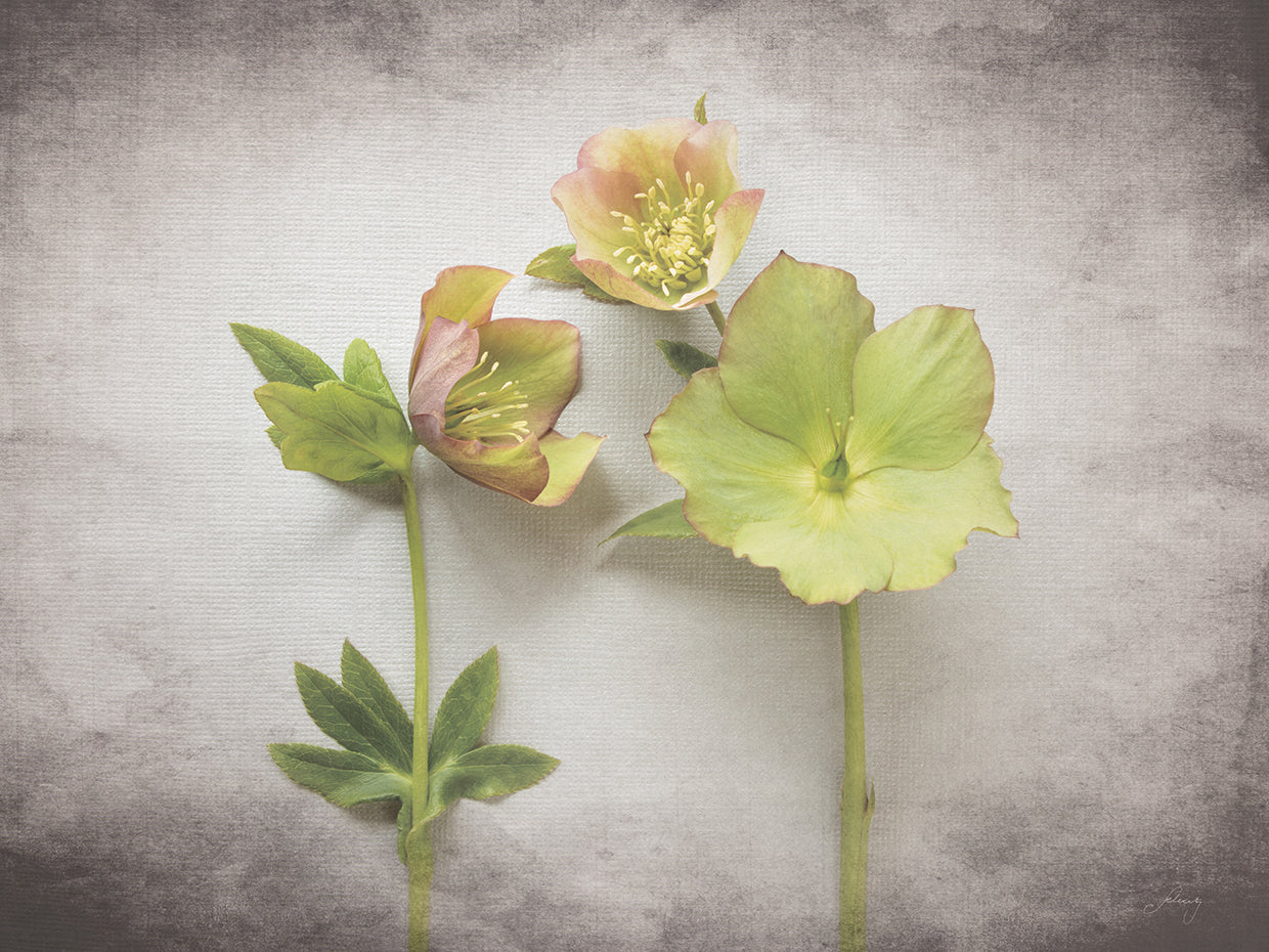 Vintage Hellebore Study IV