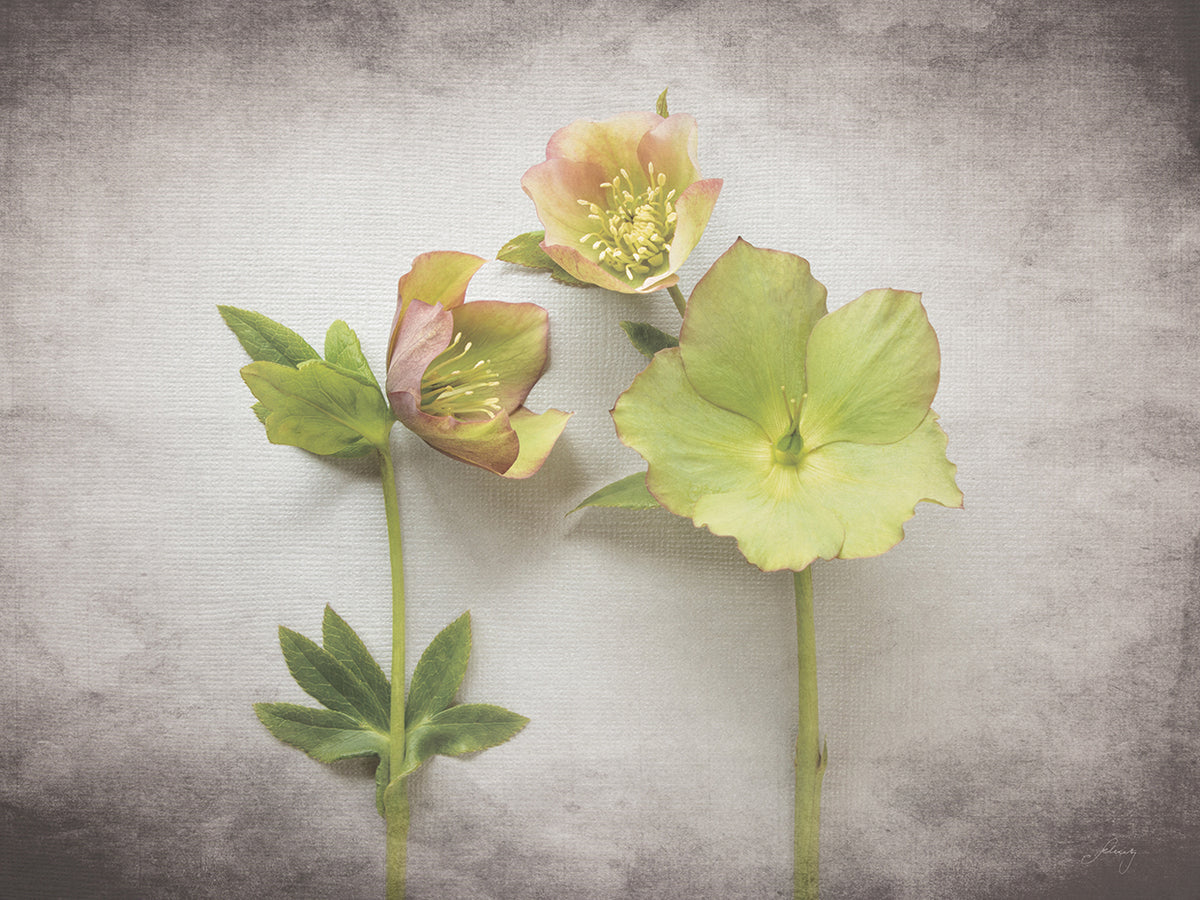 Vintage Hellebore Study IV