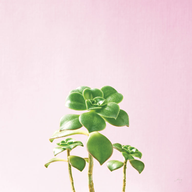 Succulent Simplicity IX on Pink