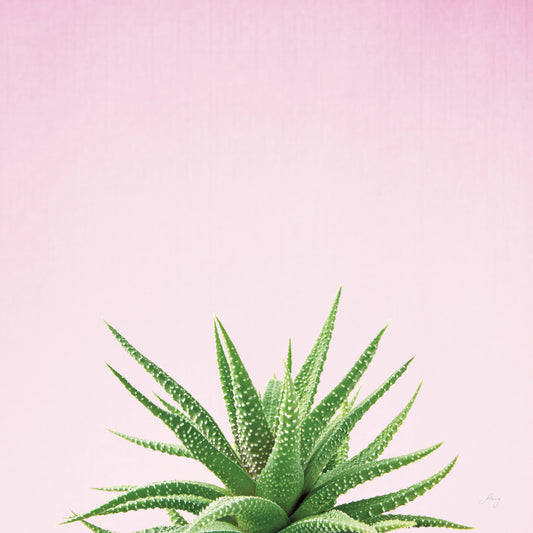 Succulent Simplicity I on Pink Canvas Print