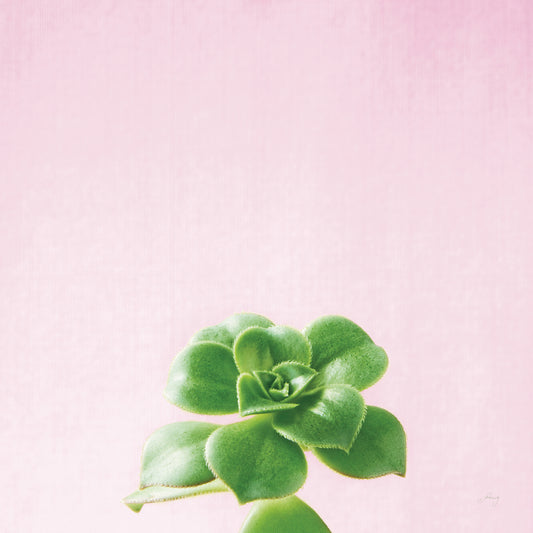 Succulent Simplicity VII on Pink Canvas Print