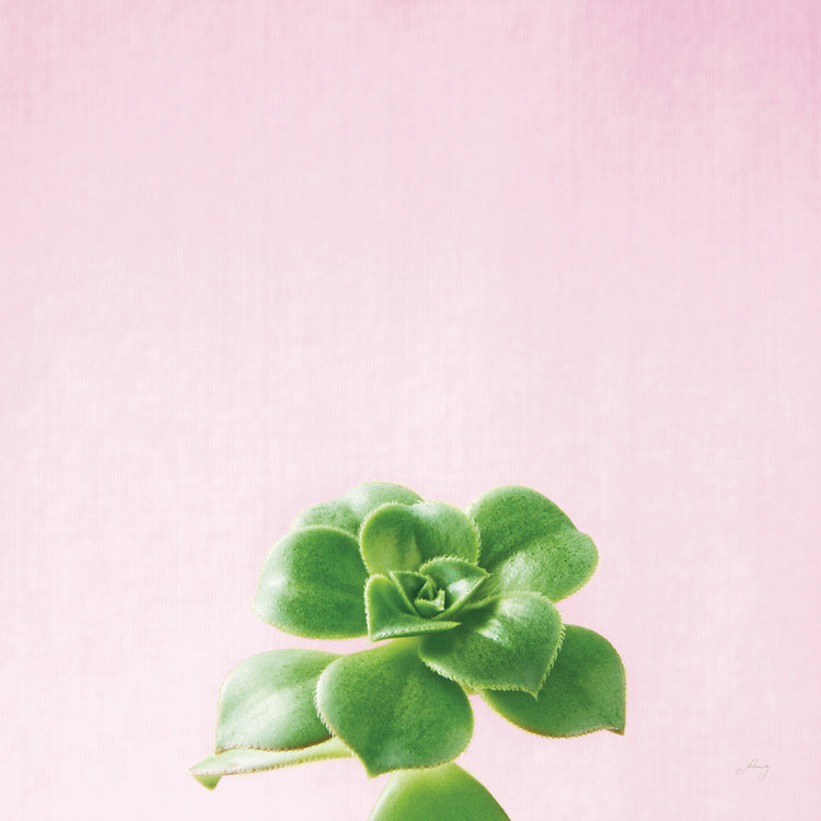 Succulent Simplicity VII on Pink