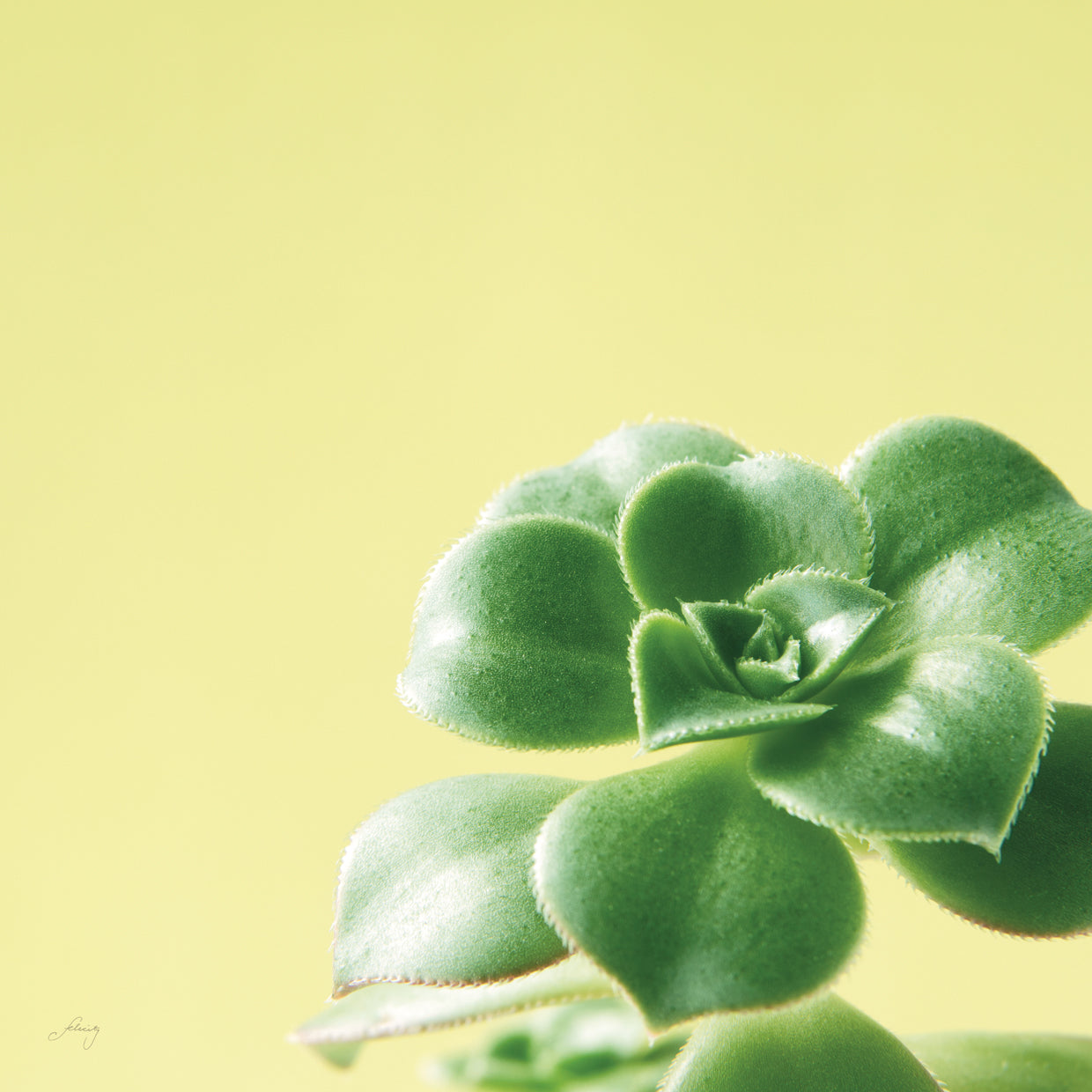 Succulent Simplicity VIII