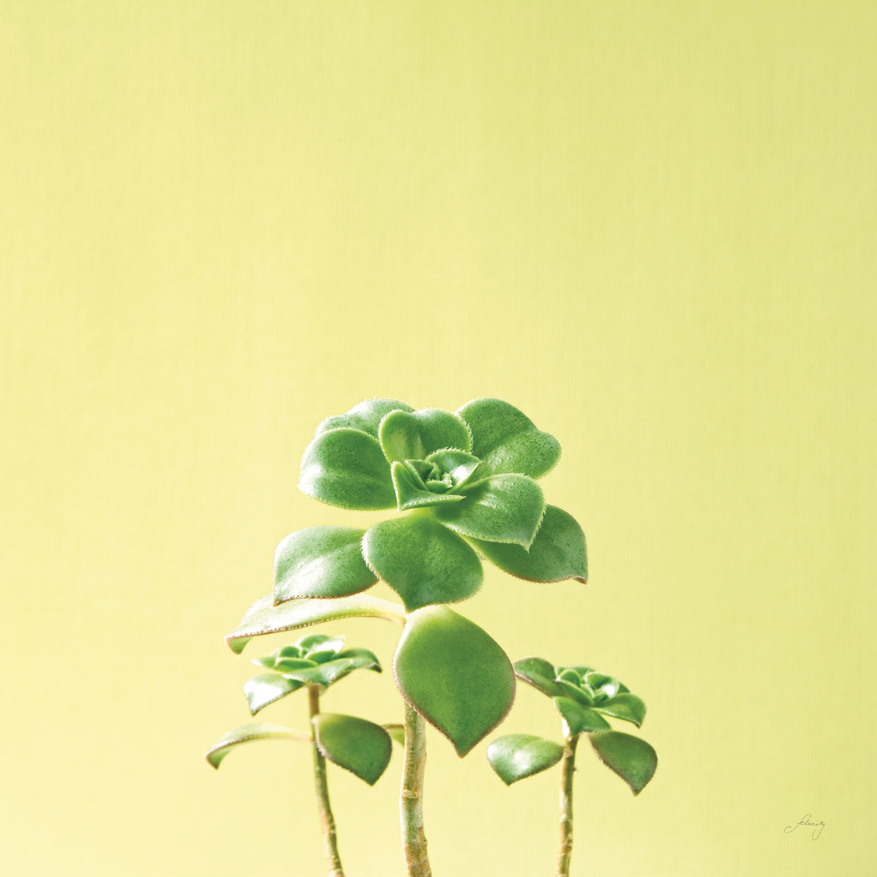 Succulent Simplicity IX