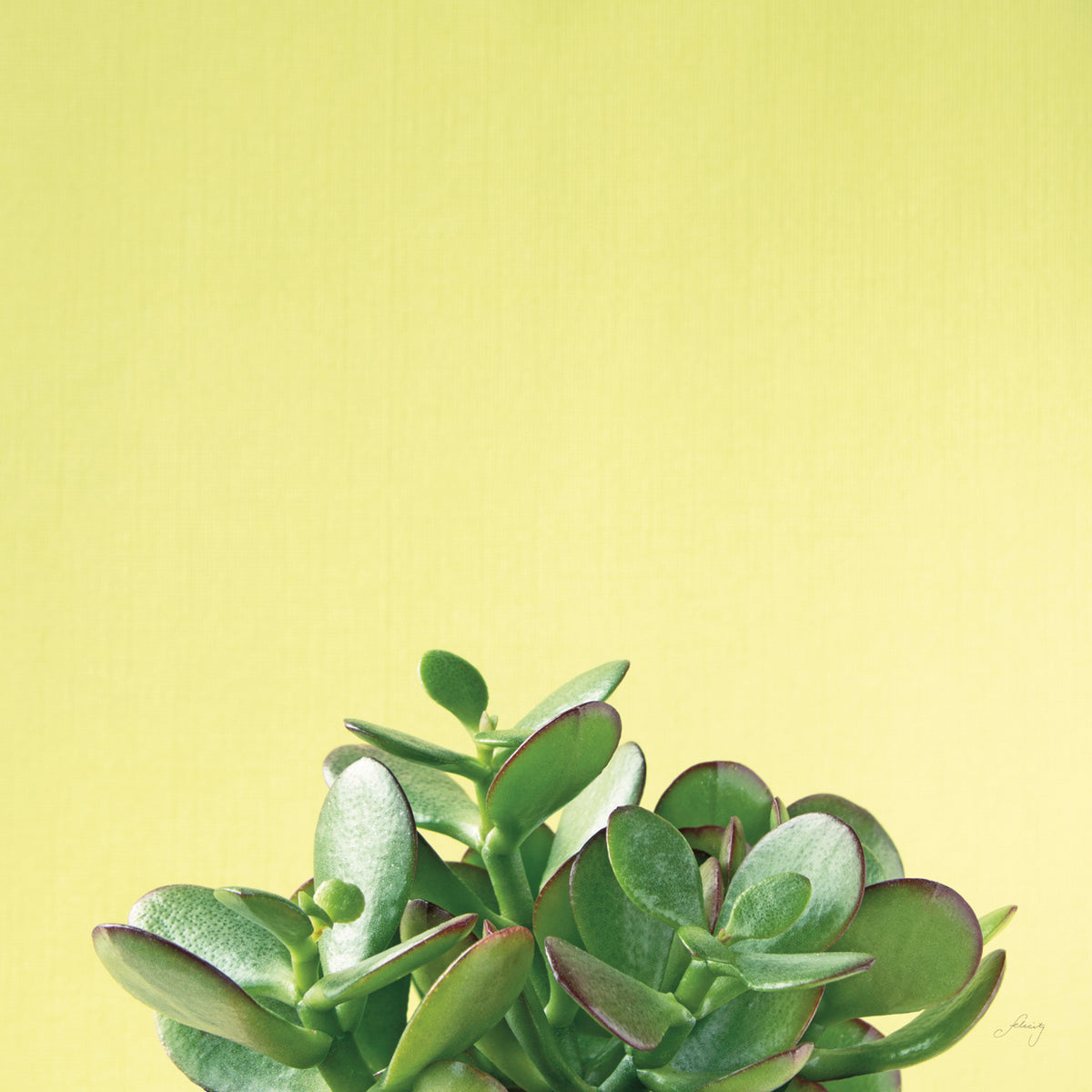 Succulent Simplicity III