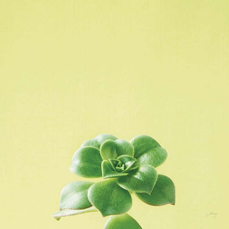 Succulent Simplicity VII