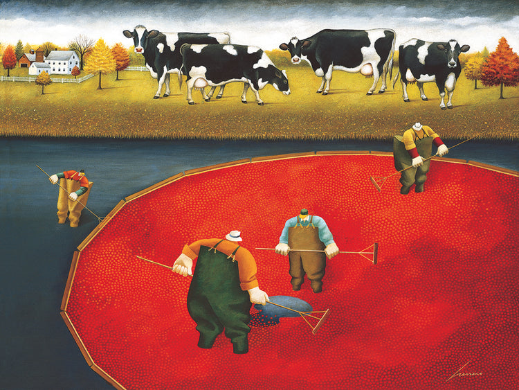 Cows at the Cranberry Harvest