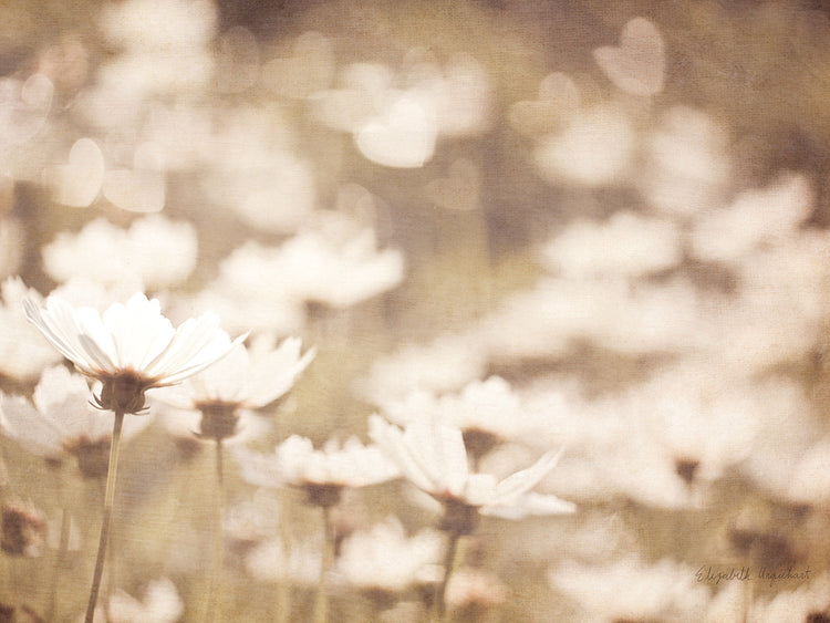 Daisies I Neutral
