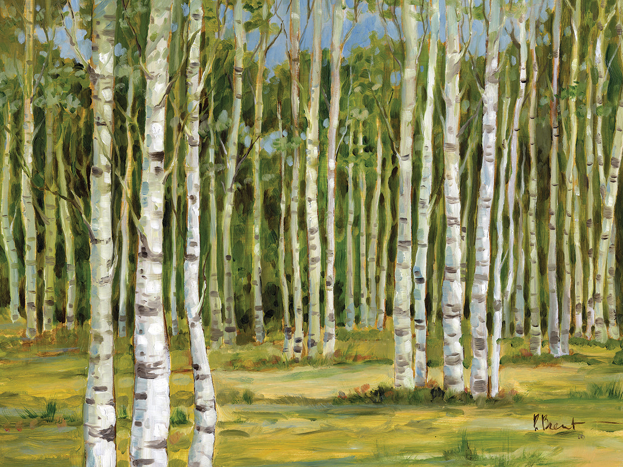 Birch Forest