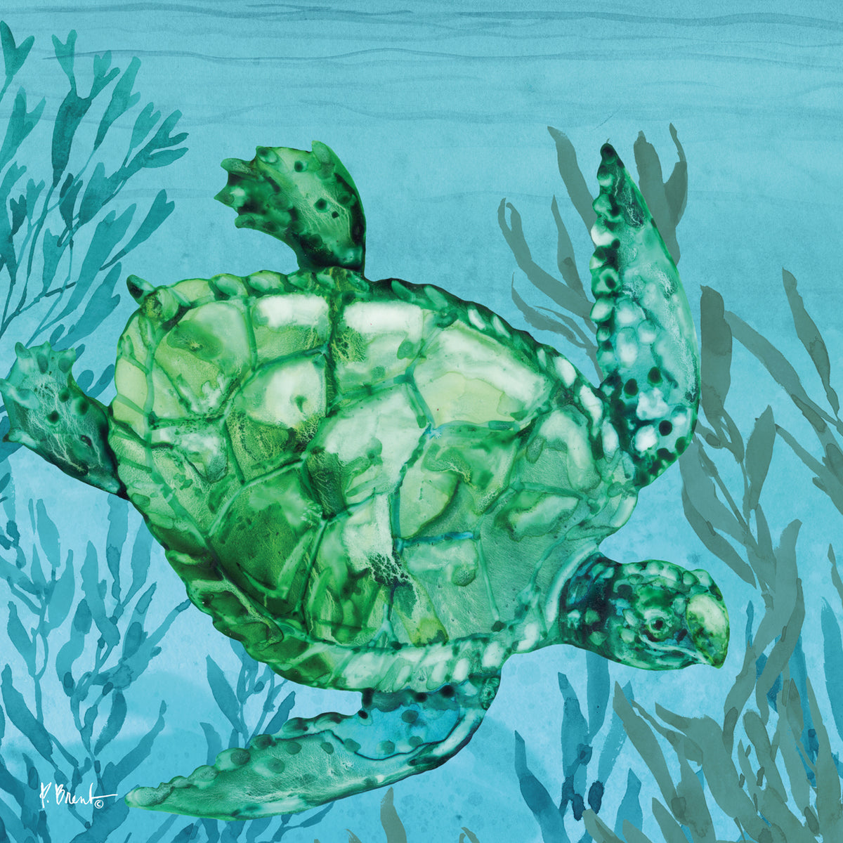 Tonga Sealife I