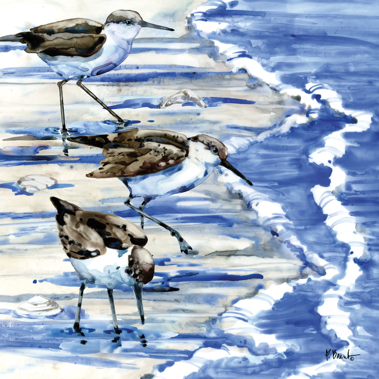 Rockhampton Sandpipers I