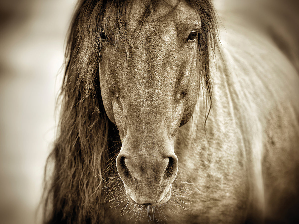 Mustang Sally