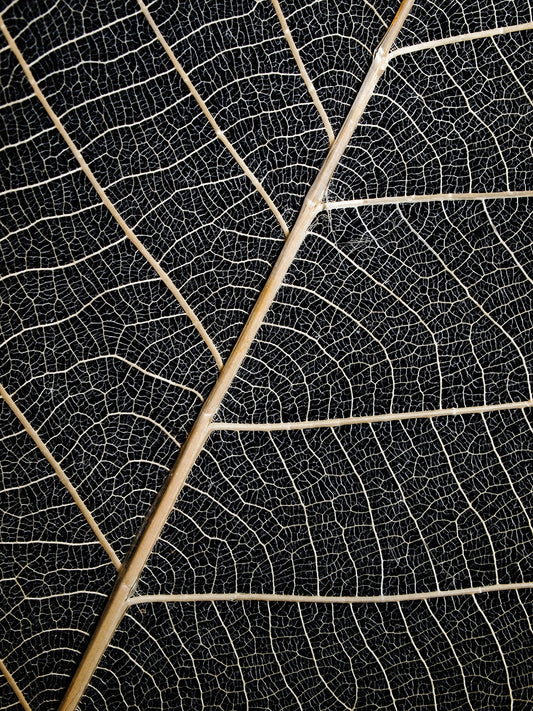Leaf Veins Canvas Print
