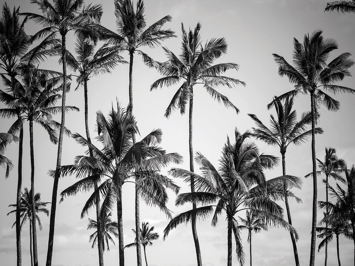 Palm Heaven