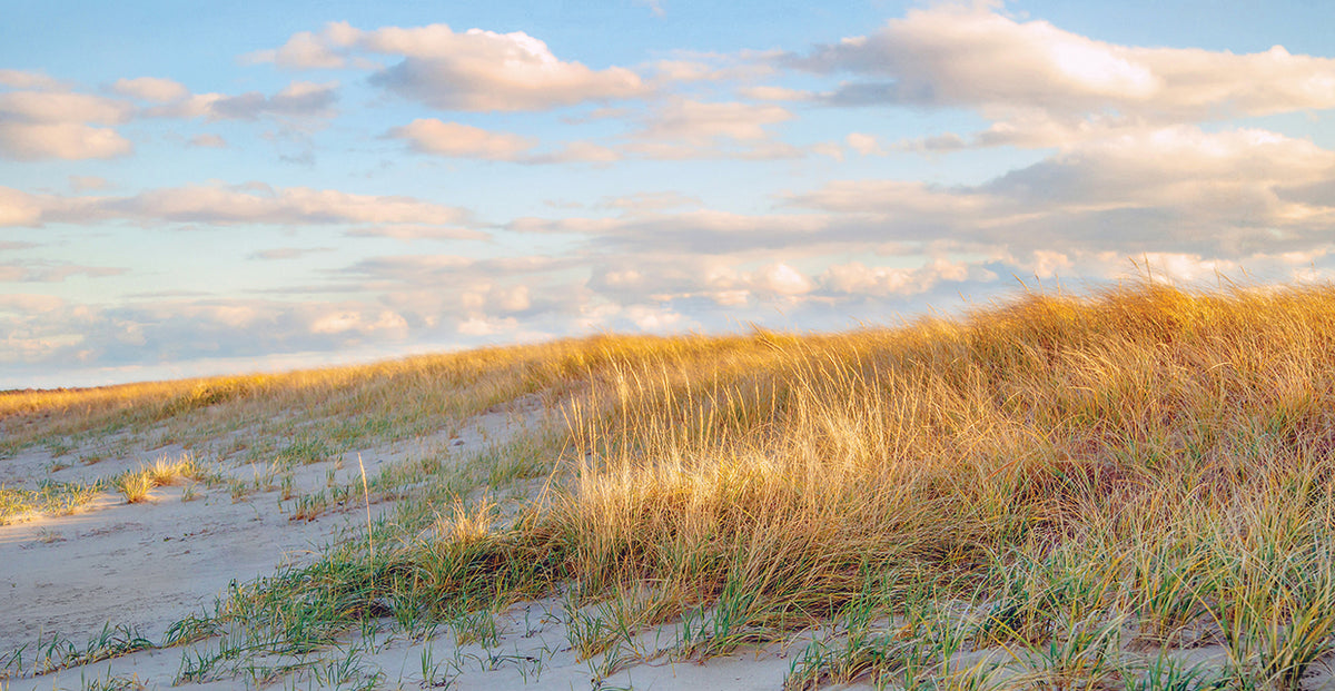 Grassy Dunes Panorama