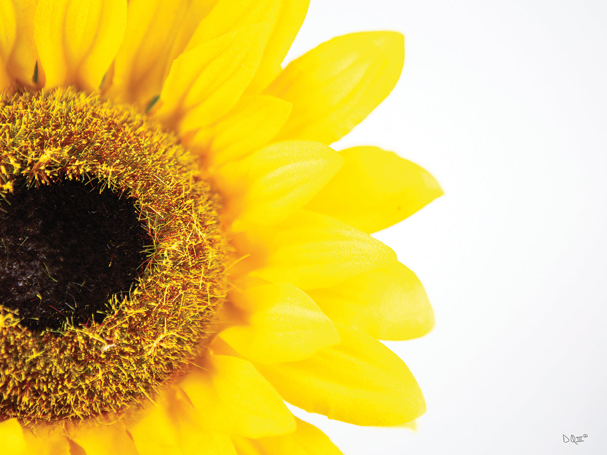 Sunflower Close-up
