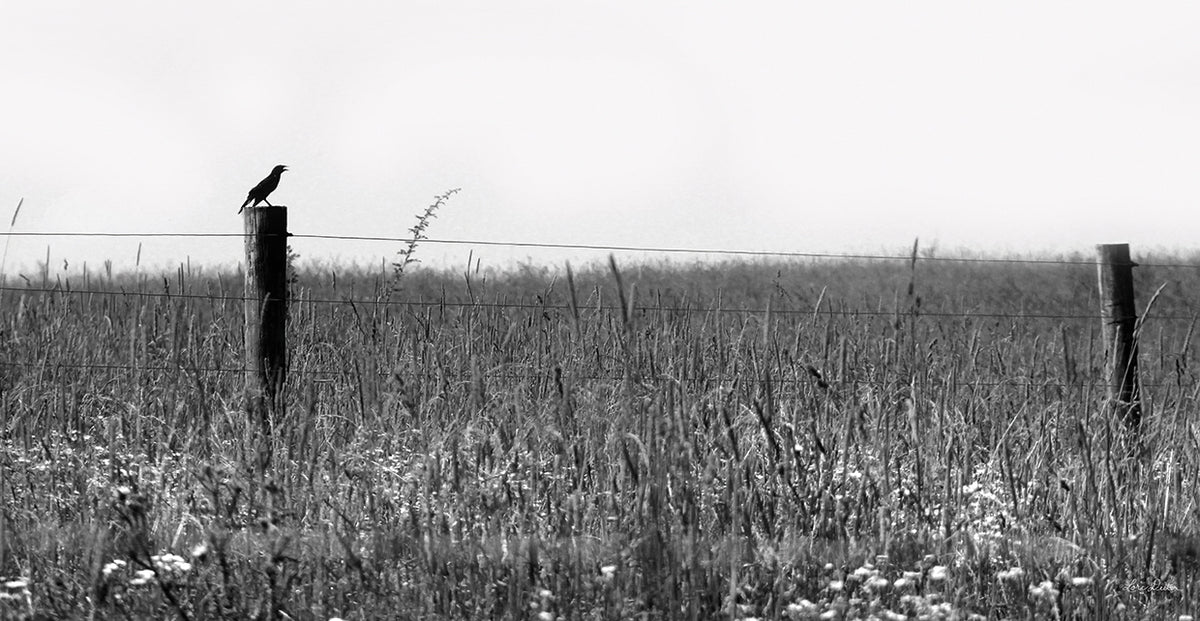 Country Field