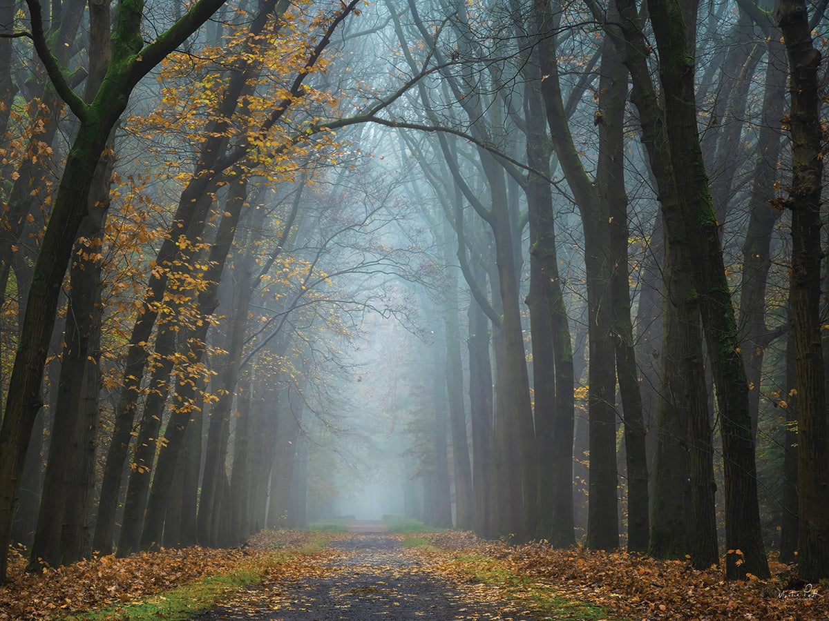 Moody Autumn