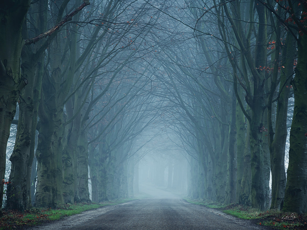 The Old Beeches