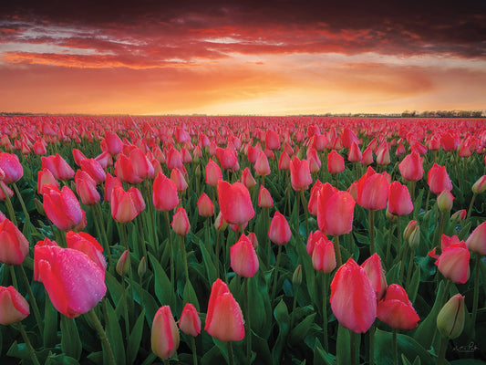 Tulip Field Sunset Canvas Print