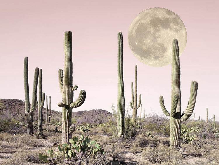 Blush Cactus Desert