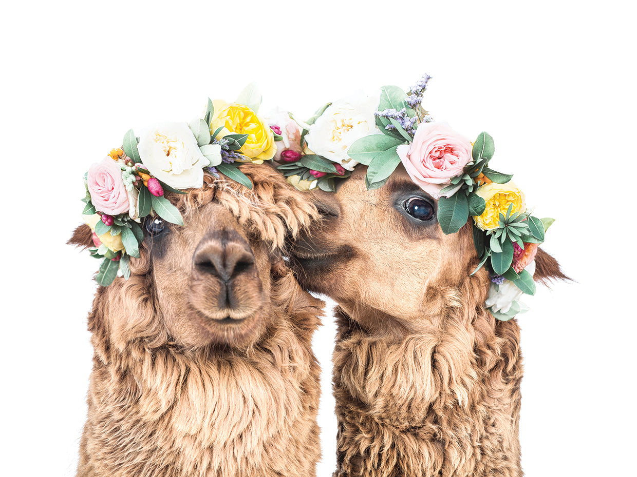 Boho Llamas