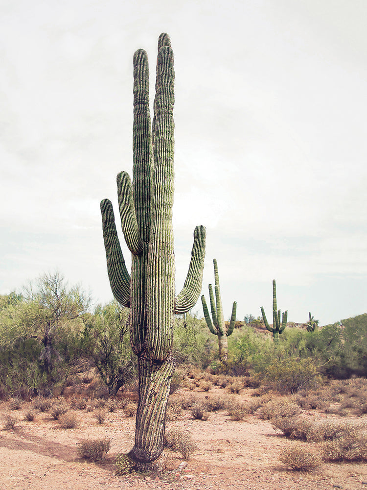 Desert Cactus