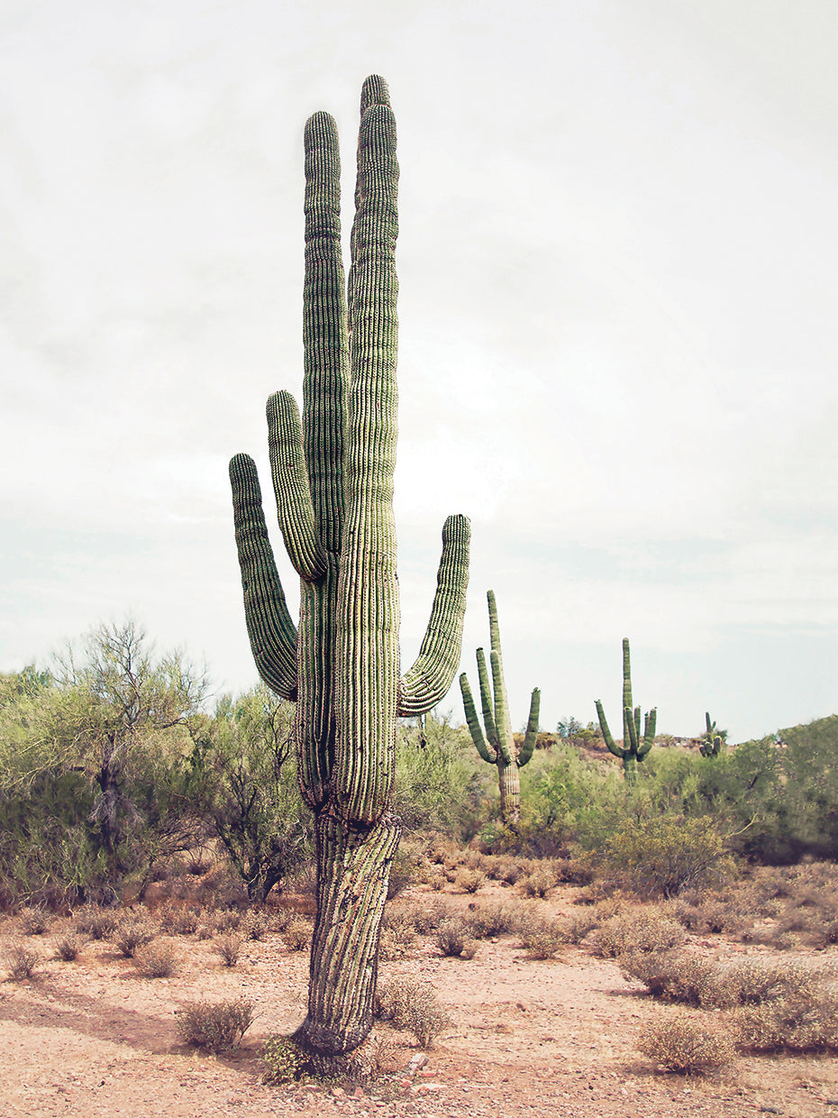 Desert Cactus