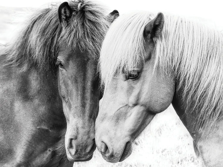 Amor de caballos Lienzo