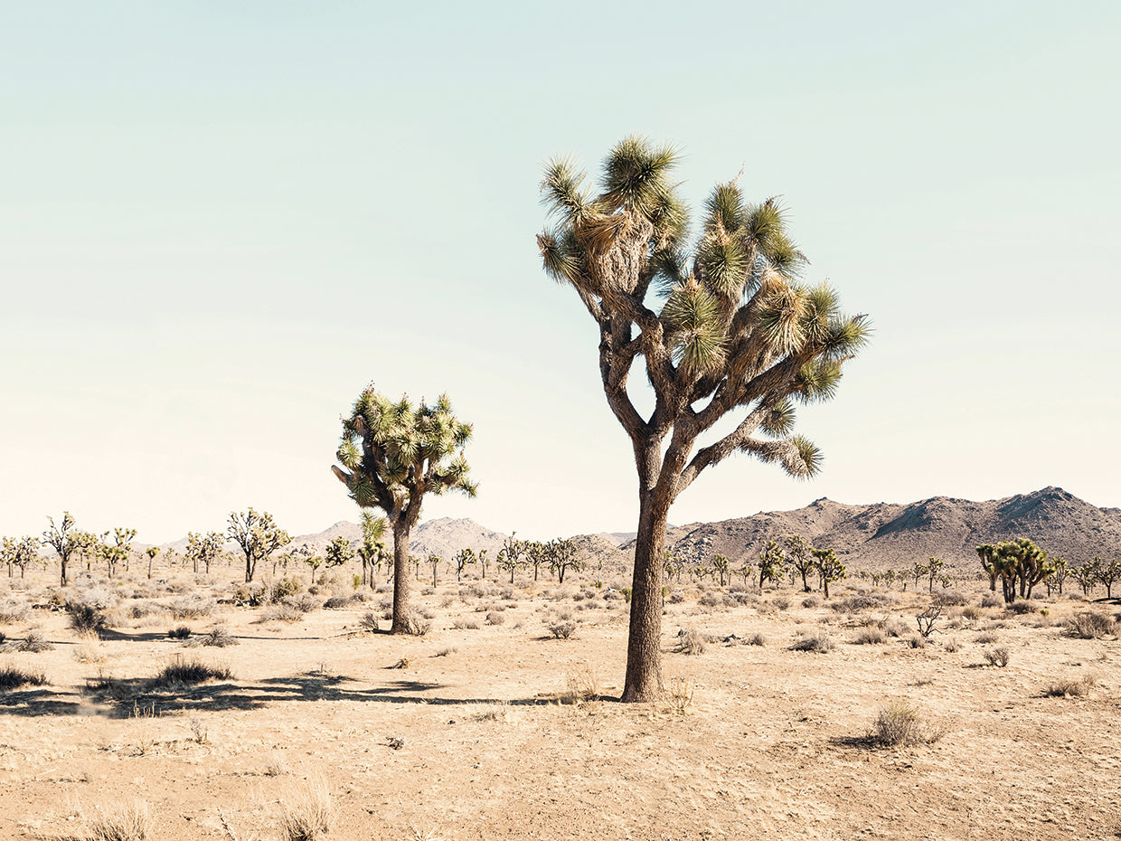 Joshua Tree