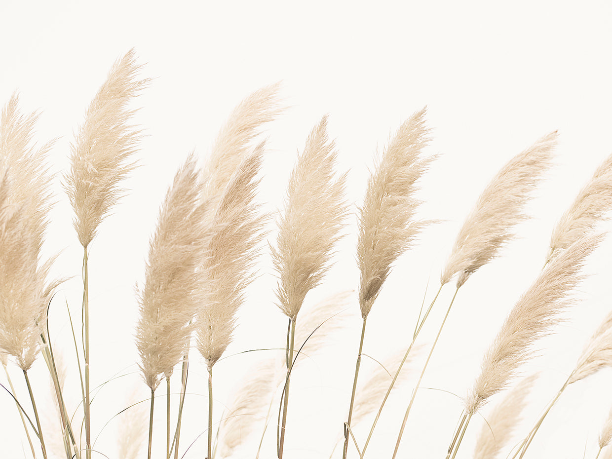 Pampas