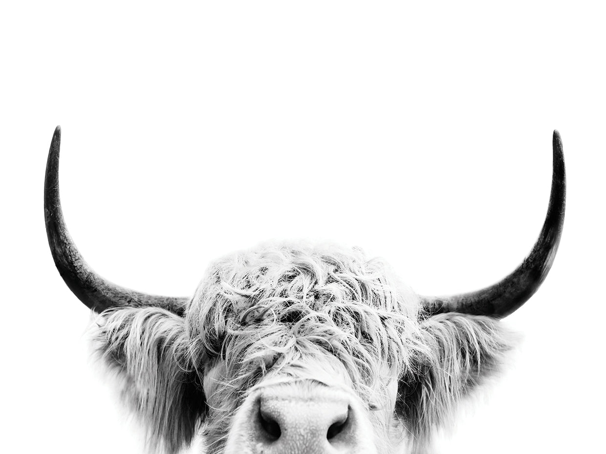 Peeking Cow BW