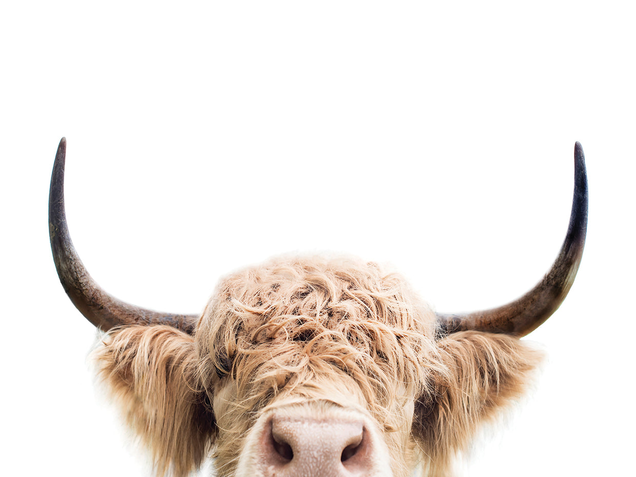Peeking Cow