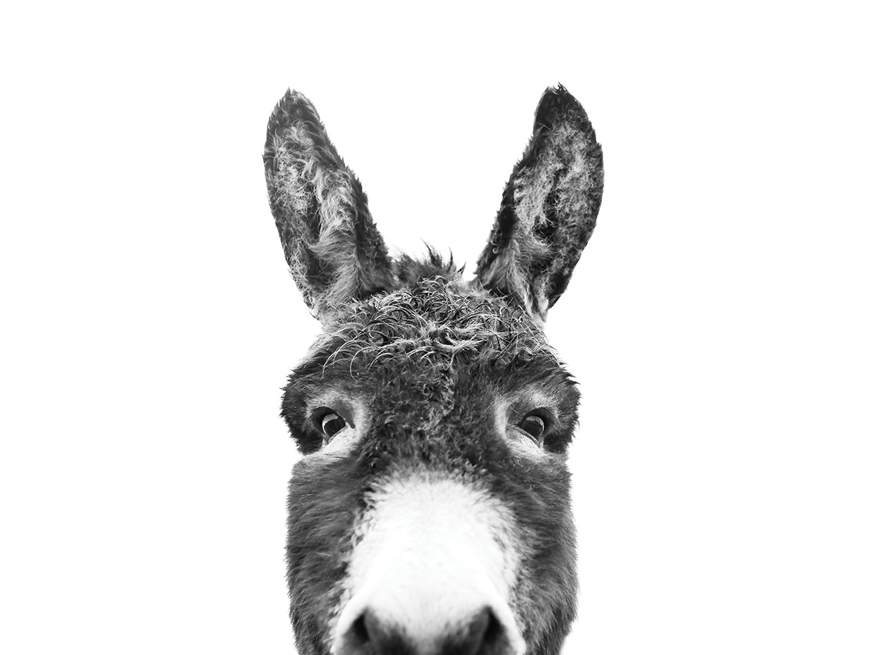 Peeking Donkey BW