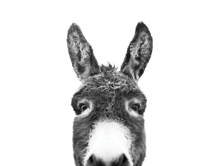 Peeking Donkey BW