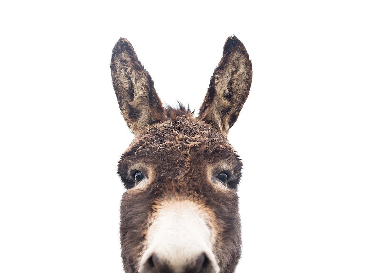 Peeking Donkey
