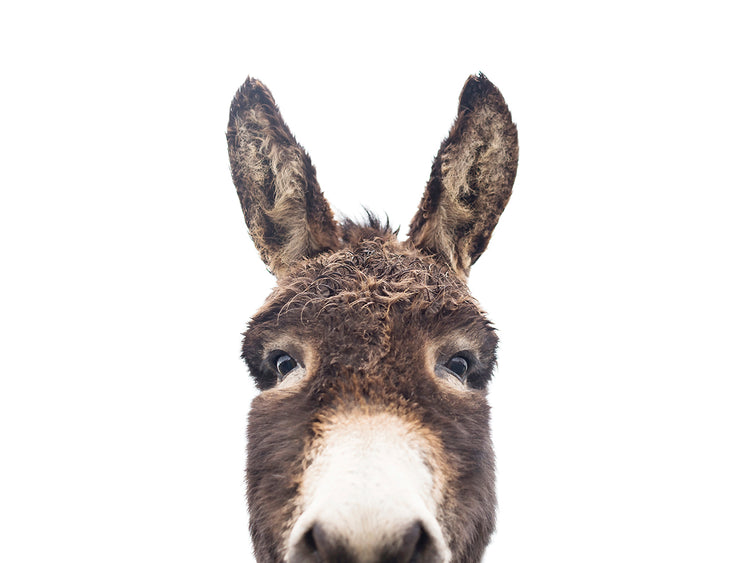 Peeking Donkey