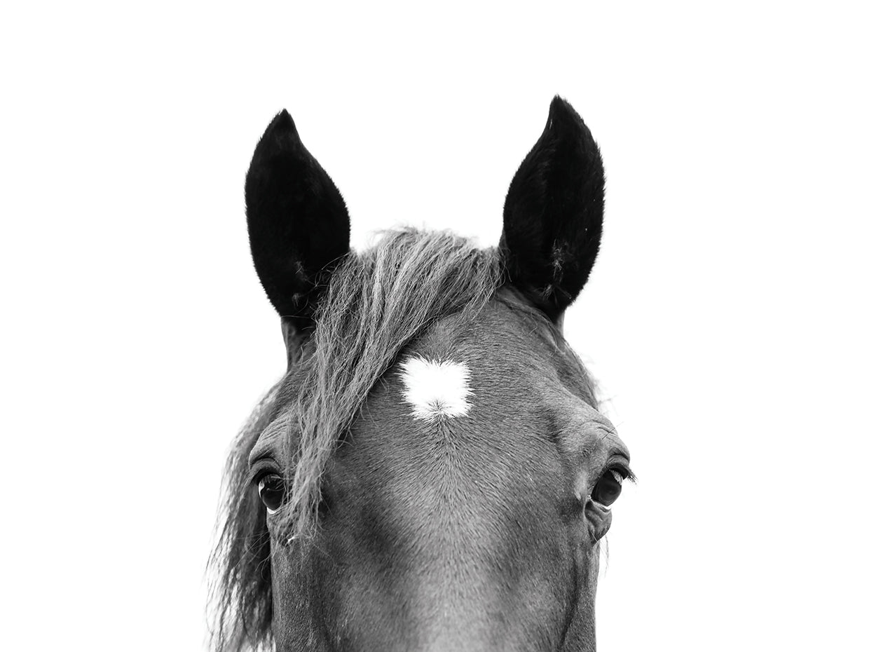 Peeking Horse