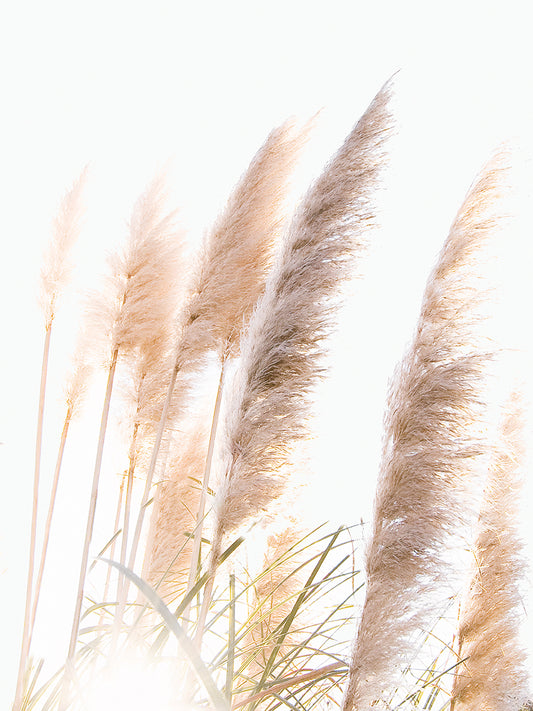 Reed Canvas Print