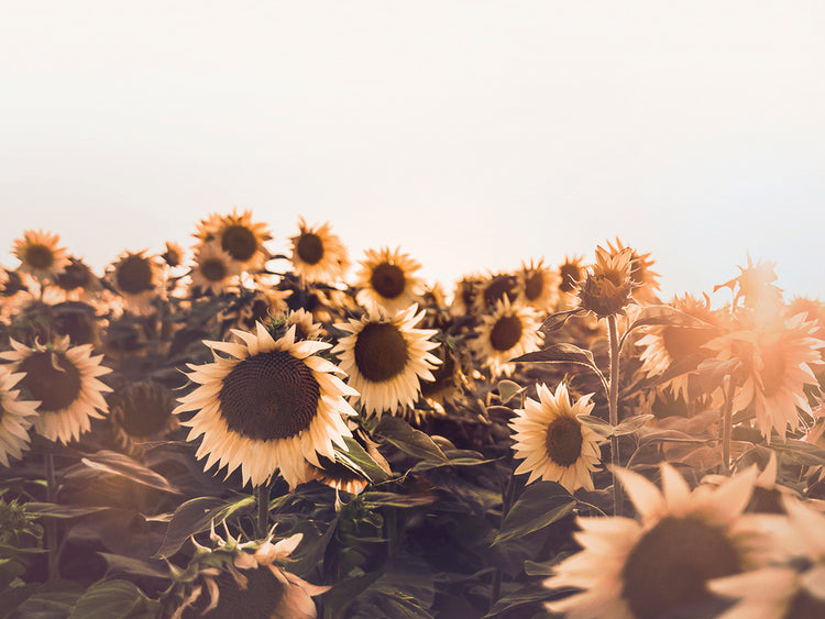 Girasoles Lienzo