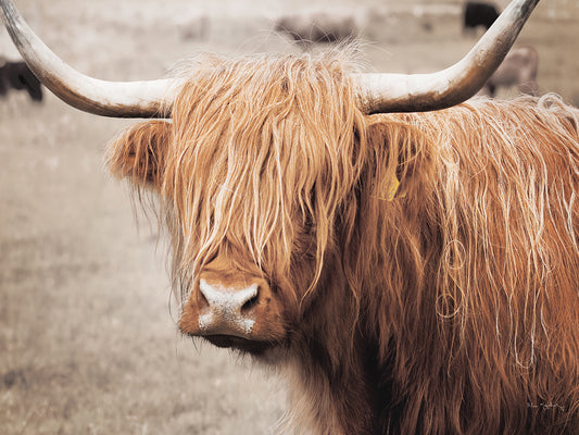 Scottish Highland Cattle I Neutral Canvas Print