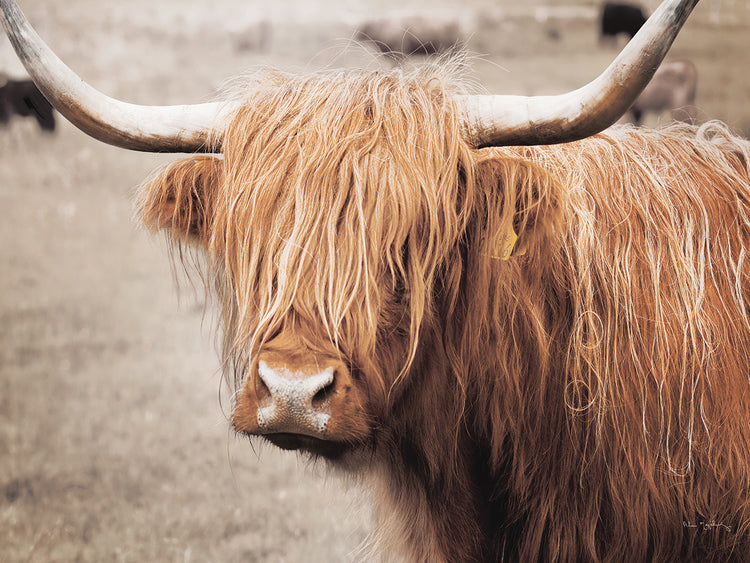 Scottish Highland Cattle I Neutral
