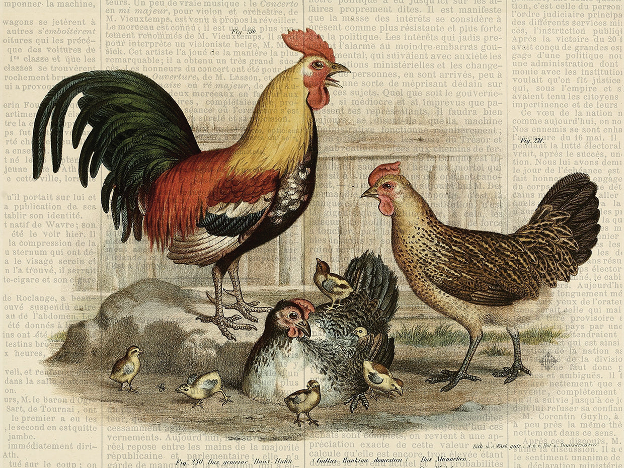 Fall On The Farm Hens