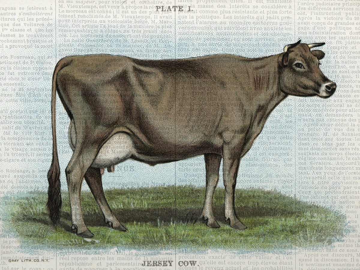 Fall On The Farm Jersey Cow