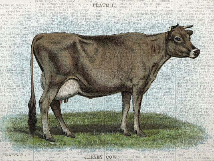 Fall On The Farm Jersey Cow