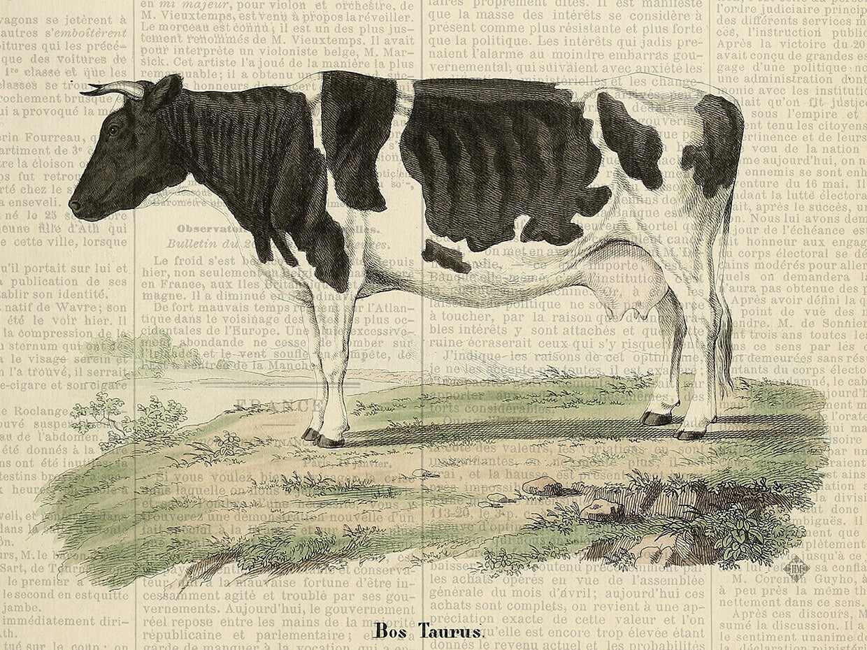 Fall On The Farm Bos Taurus