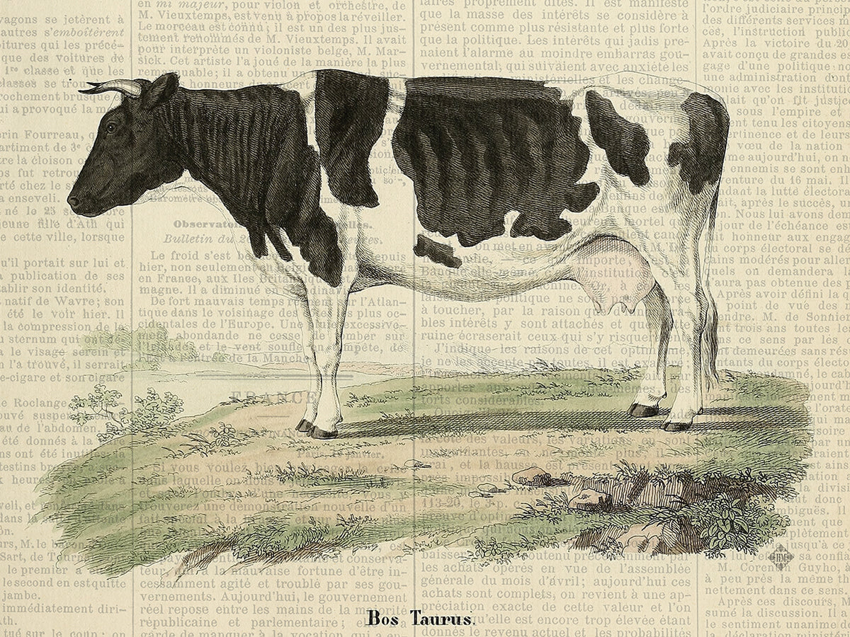Fall On The Farm Bos Taurus