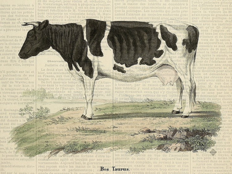 Fall On The Farm Bos Taurus