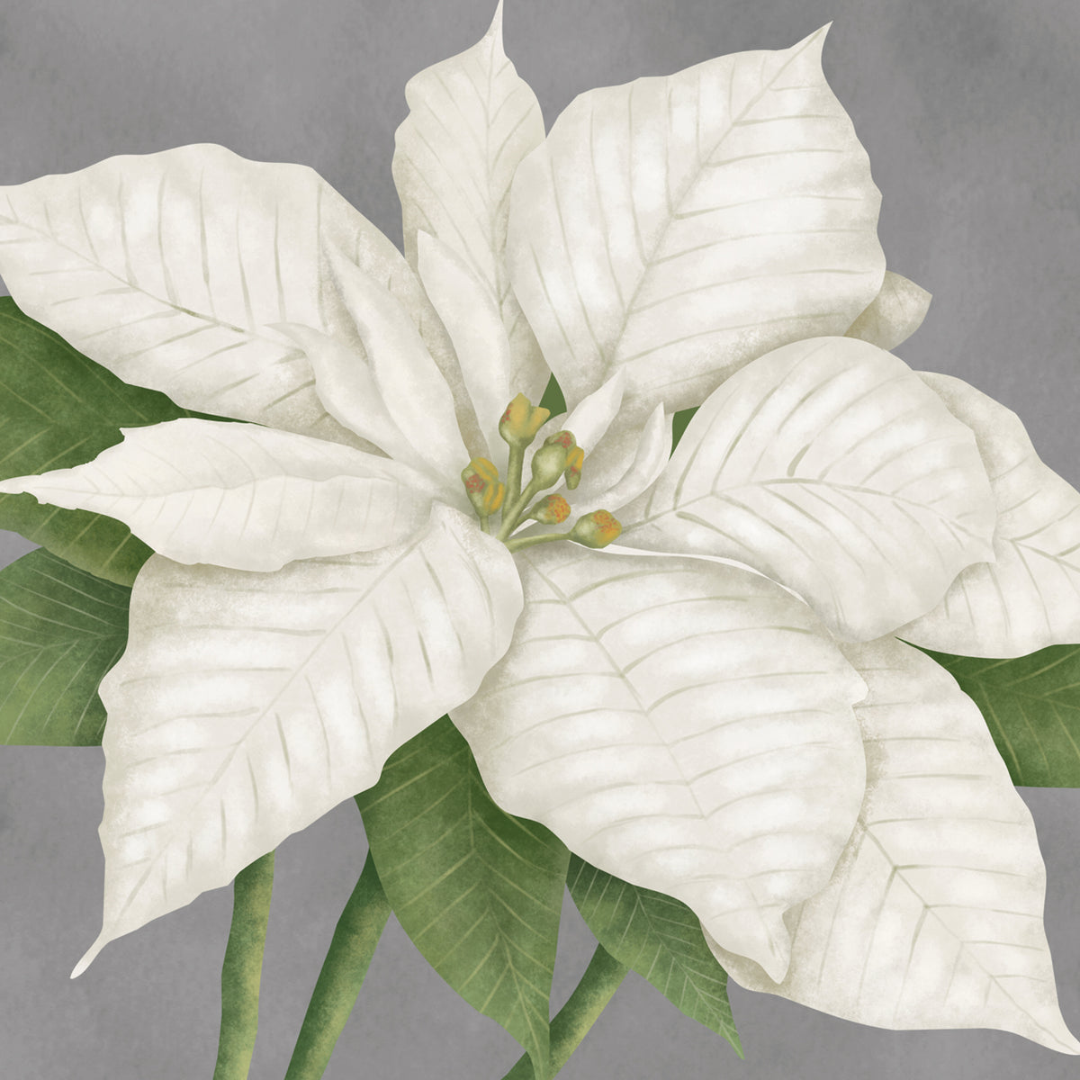 Wintergreen V