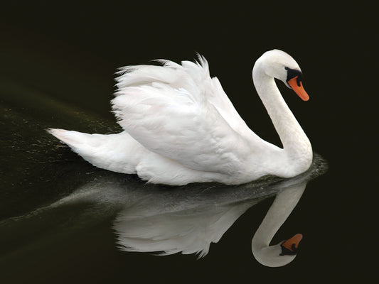 Swan 1 Canvas Print